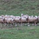 čreda ovčic na paši pod ajbljom
