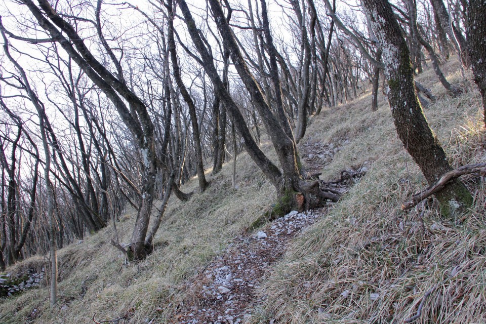 Sveta gora (Skalnica) - 14.2.2017 - foto povečava