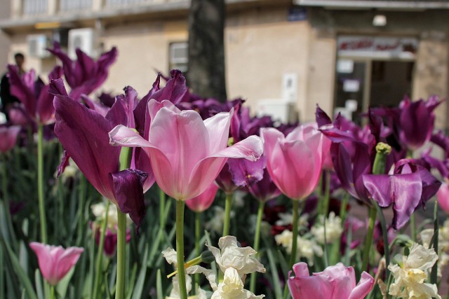 čudovita barva tulipanov v novem vinodolskem