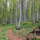 gozd nad colom