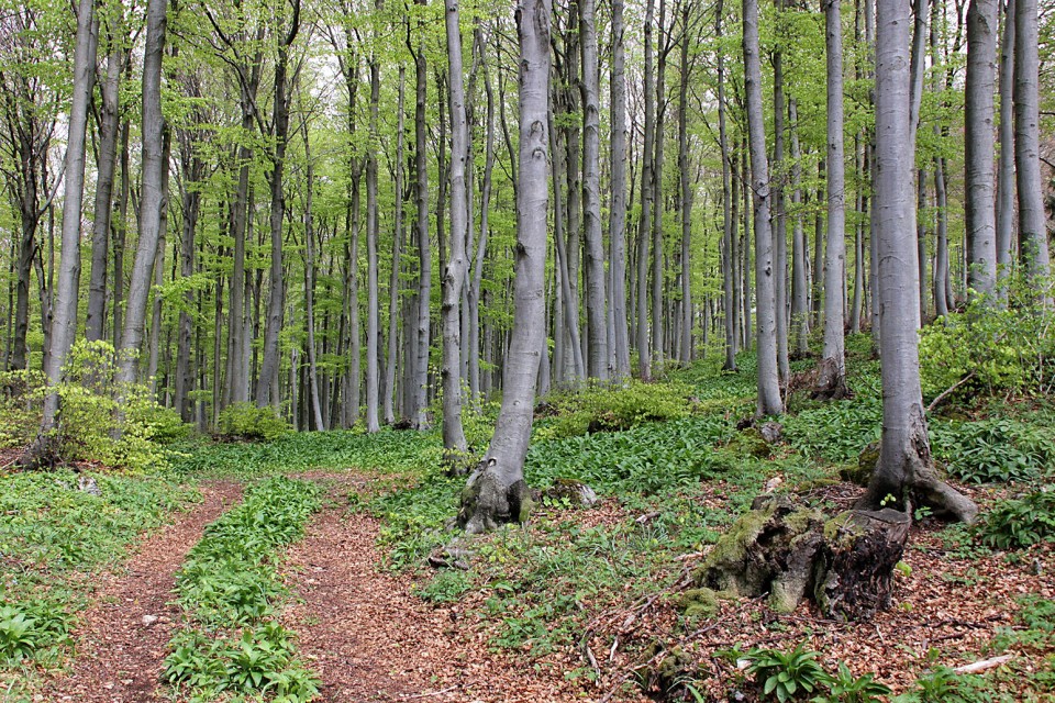 gozd nad colom