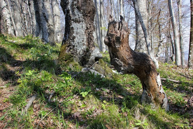 Krempa, Borič - 22.4.2017 - foto