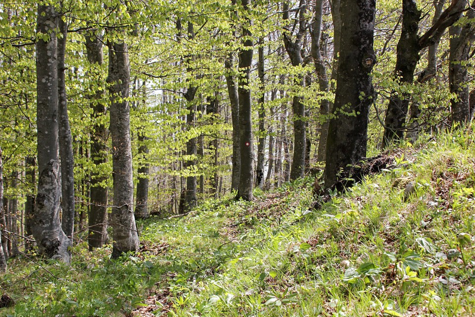 Krempa, Borič - 22.4.2017 - foto povečava