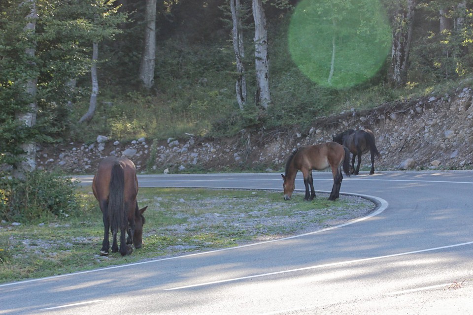 Snježnik (Gorski kotar) – 13.8.2017 - foto povečava