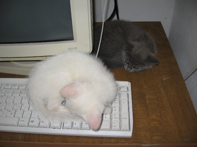 Muce 2 - foto povečava