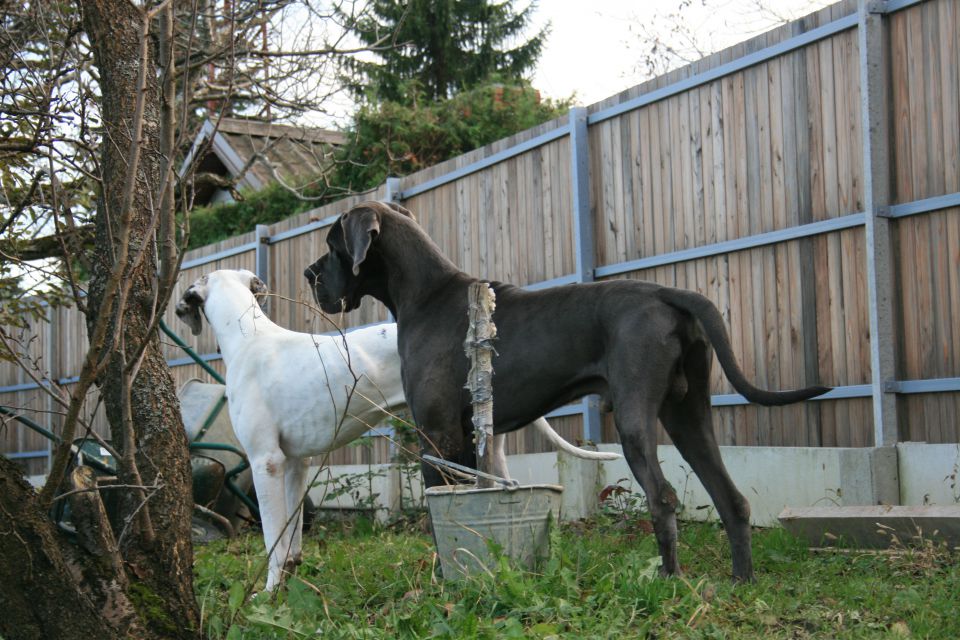 30.10.09 hili, tali - foto povečava