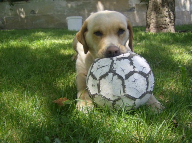 To je moja žoga