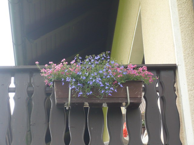 Balkonsek rože 2008 - foto