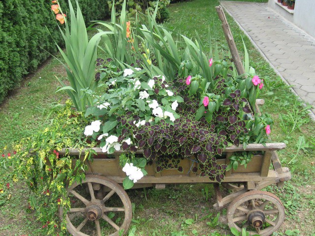 Balkonsek rože 2008 - foto povečava