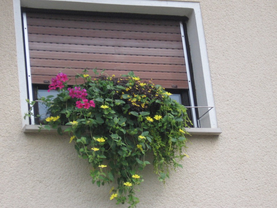 Balkonsek rože 2008 - foto povečava