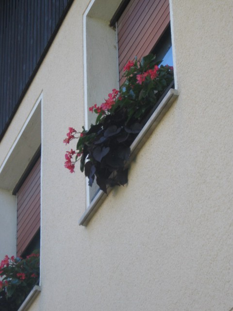 Balkonsek rože 2008 - foto