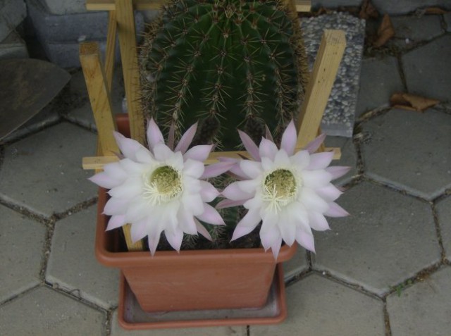 2007