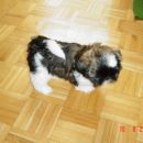 Sunny star 7 tednov in pol
